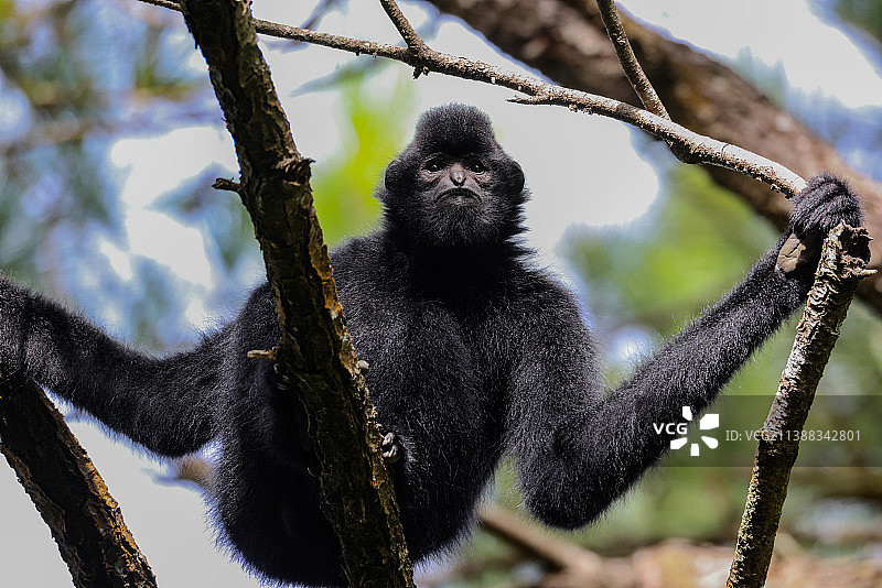 海南长臂猿图片素材