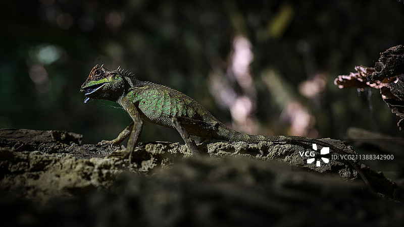 翡翠龙蜥图片素材