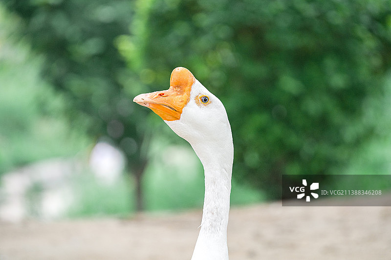 大白鹅特写图片素材