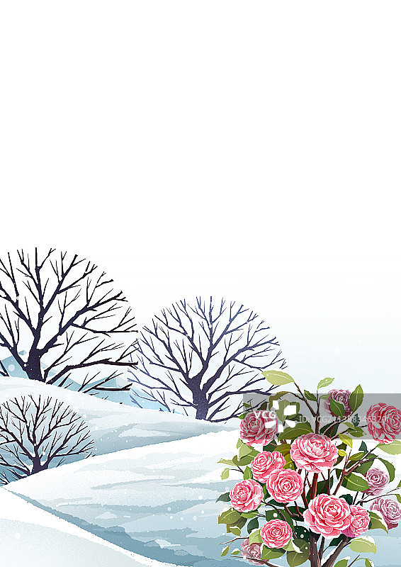 冬天山茶花盛开的雪地图片素材
