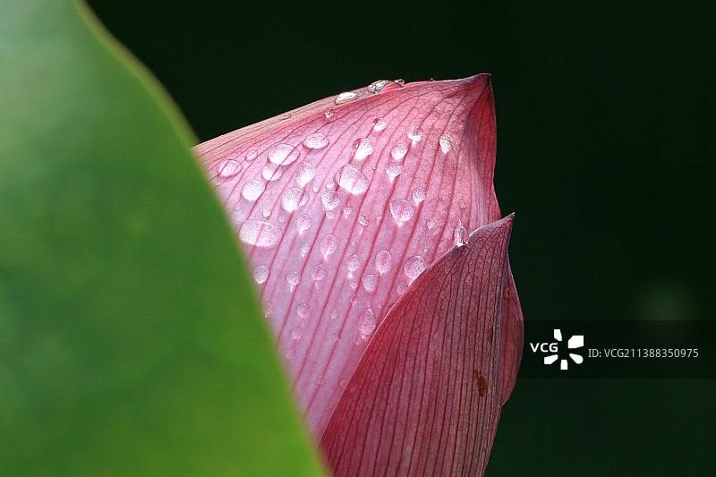 小城花事图片素材
