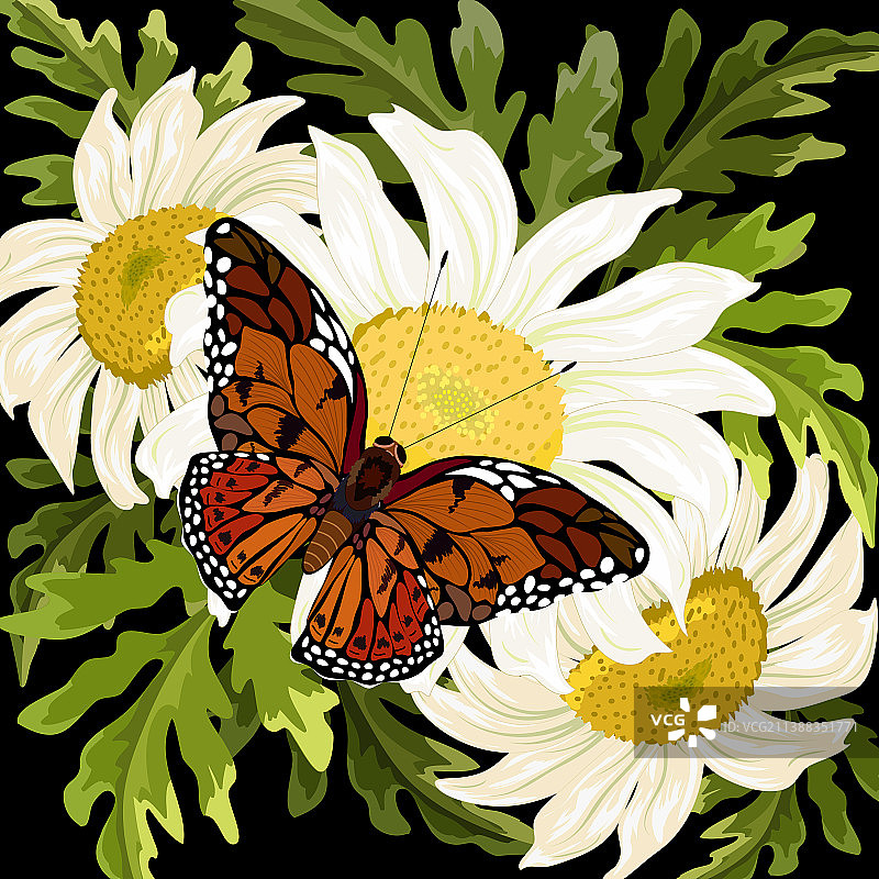 带有蝴蝶的雏菊花束图片素材