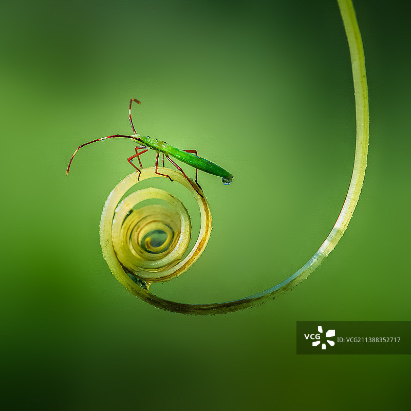 虫虫魅影   18图片素材