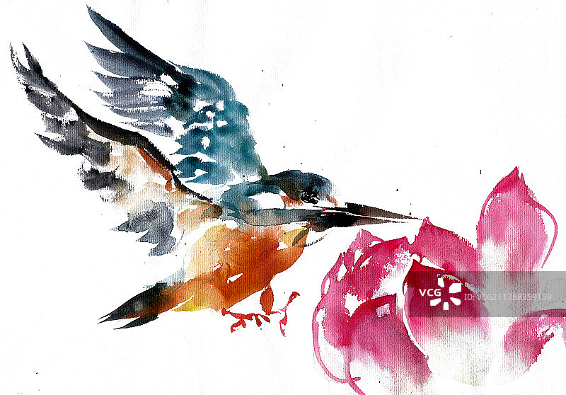 飞翔的翠鸟图片素材