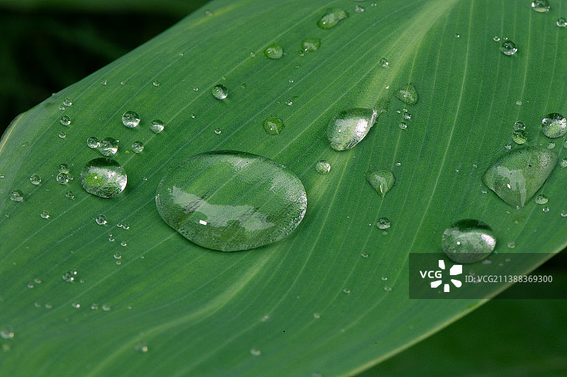 荷叶上的水珠图片素材