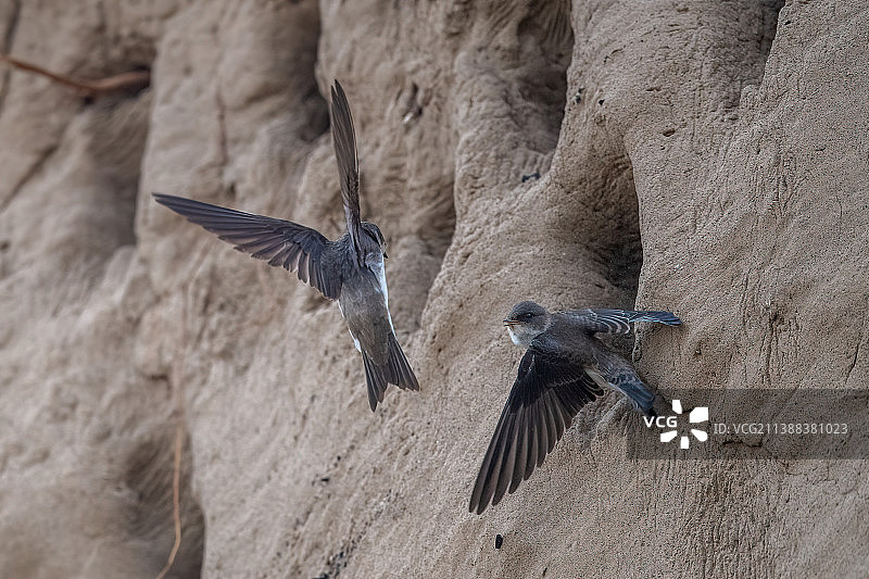 沙土崖壁上的崖沙燕图片素材