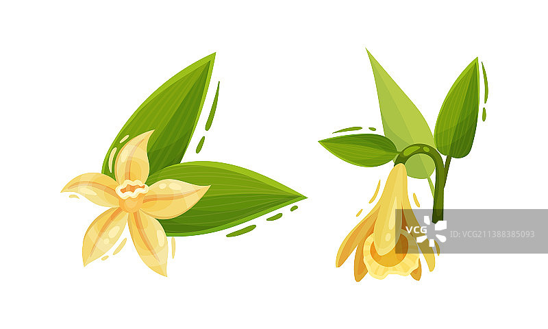 黄色香草兰花图片素材