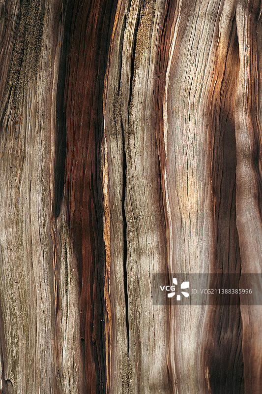 百年雷劈木木纹图片素材