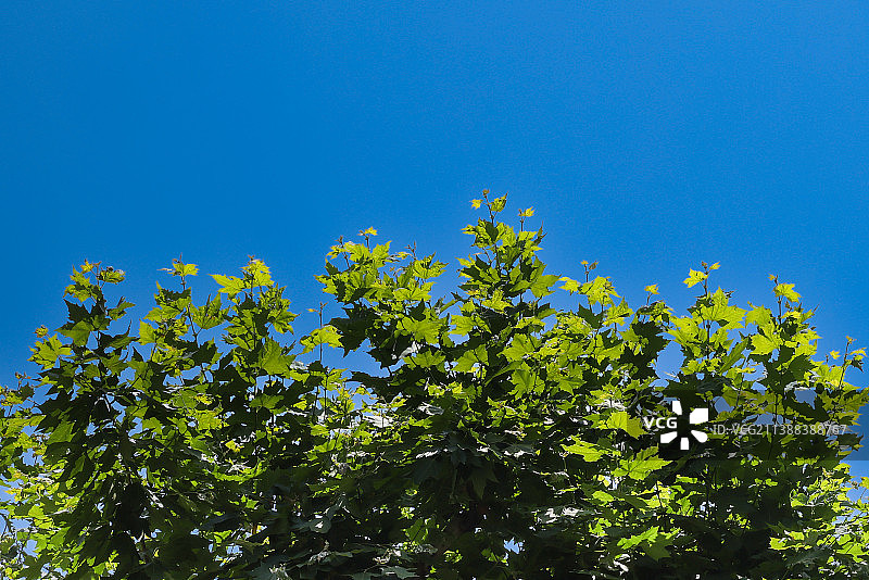 蓝天和被阳光照射的法桐树叶图片素材