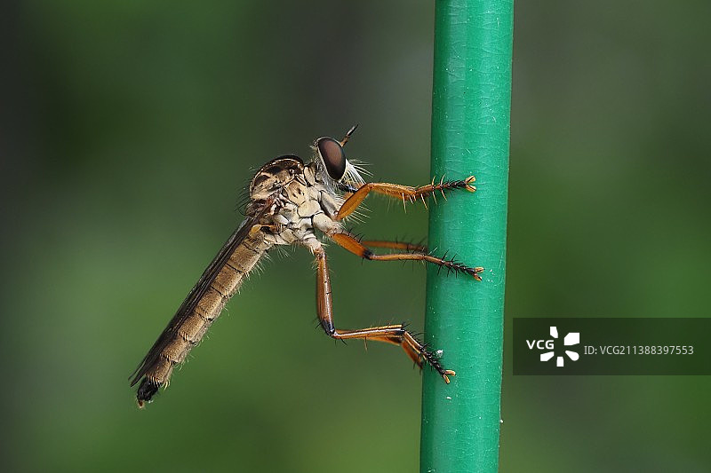一只食虫虻图片素材