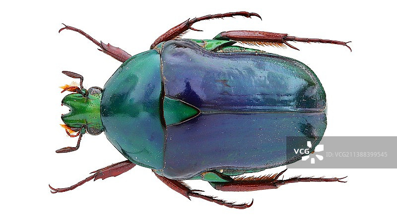 Coptomia violacea Pouillaude, 1918 Madagascar 花金龟图片素材