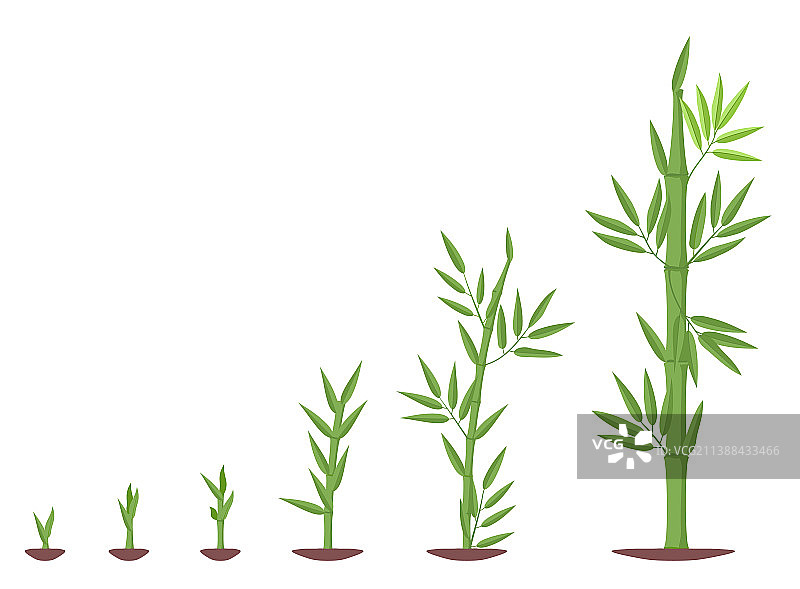 竹子成熟期生长过程图片素材