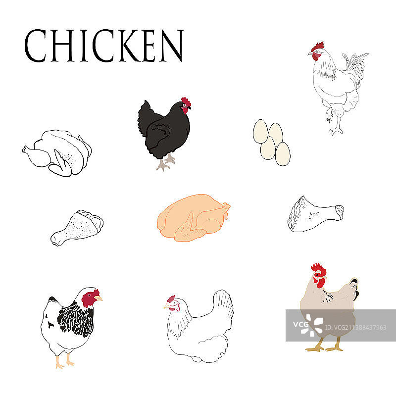 鸡肉生产及家禽养殖图片素材