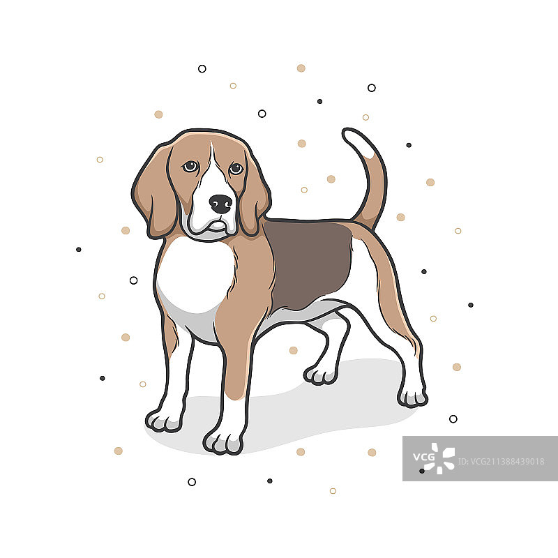 向前看的可爱比格犬图片素材