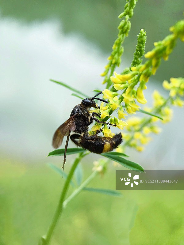 黑蜂工作姿态特写图片素材