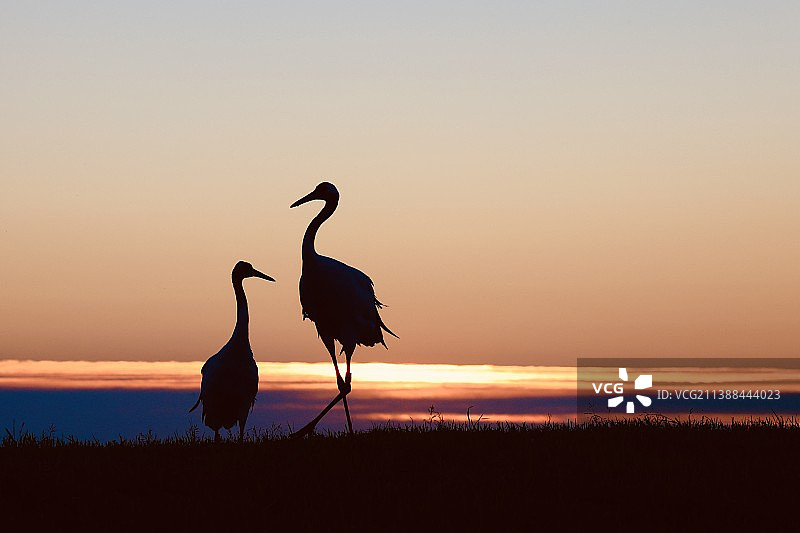 鹤立鸡群图片素材