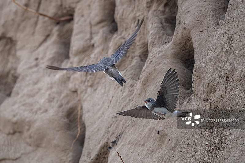 两只互动飞行的崖沙燕图片素材