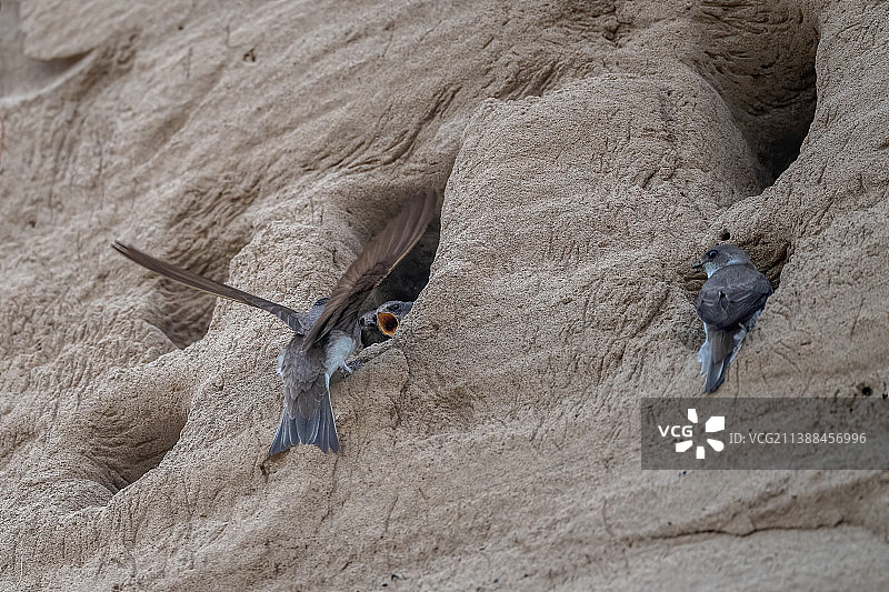 崖沙燕喂雏图片素材