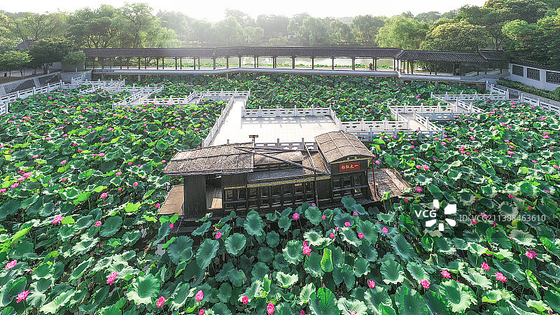 映日荷花别样红，拍摄于扬州瘦西湖图片素材