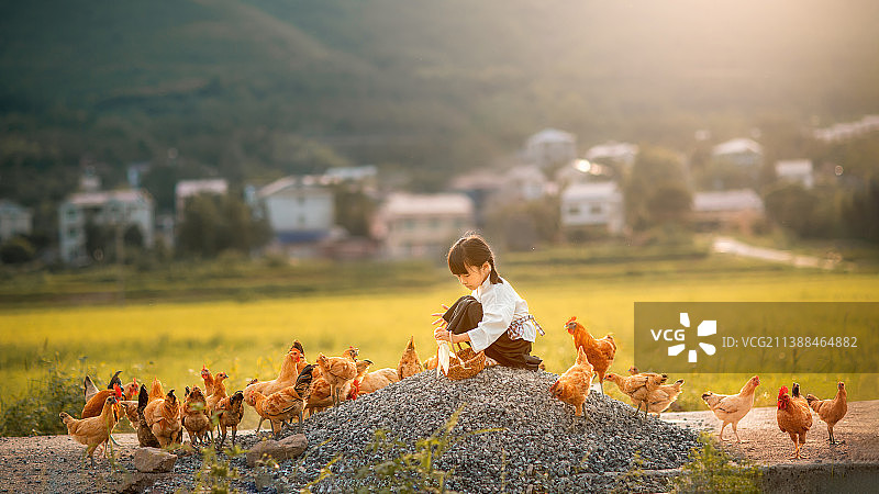喂鸡的小女孩图片素材