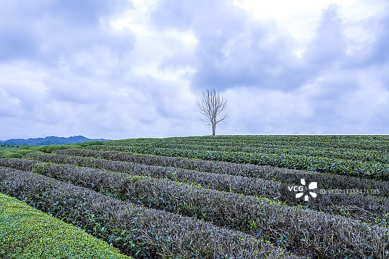 贵州夏季茶场风光图片素材