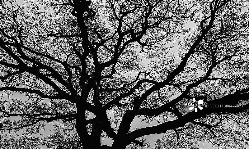 树的脉络图片素材