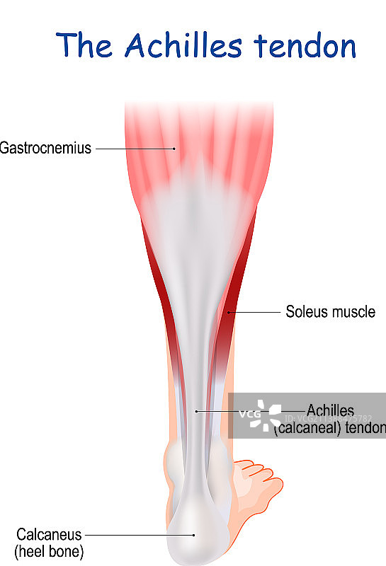 跟腱人体腿部解剖结构图片素材