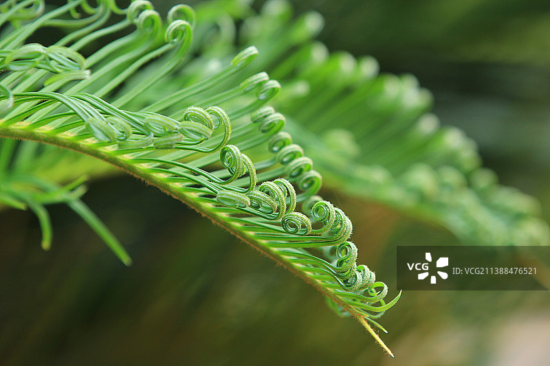 苏铁叶片局部特写图片素材