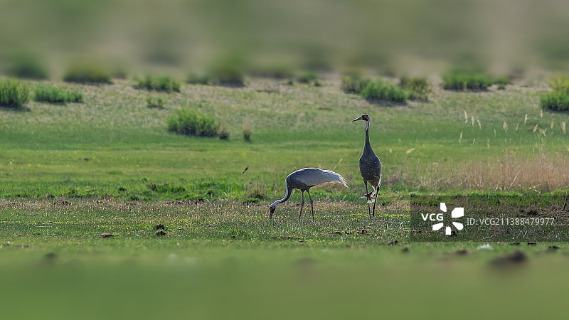 白枕鹤图片素材