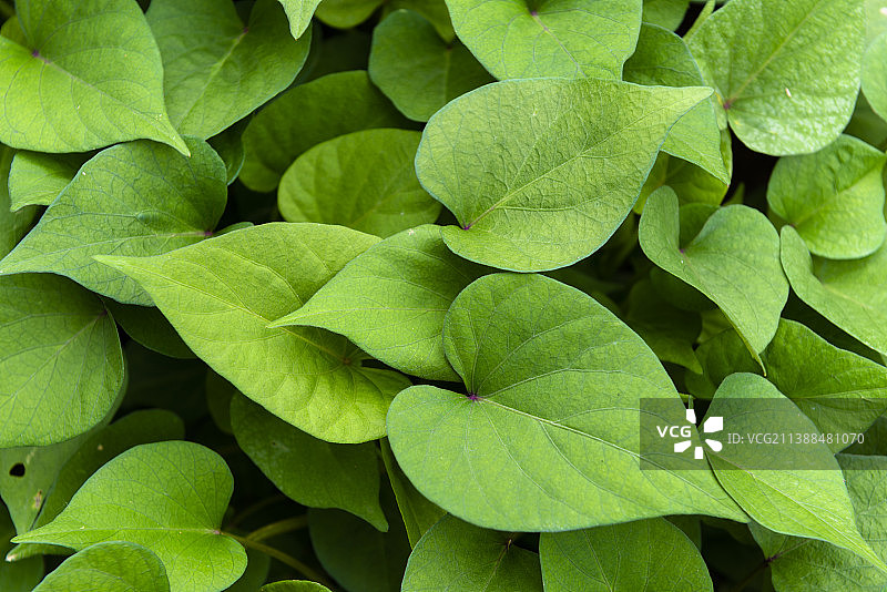 初夏的植物红薯心形绿叶图片素材