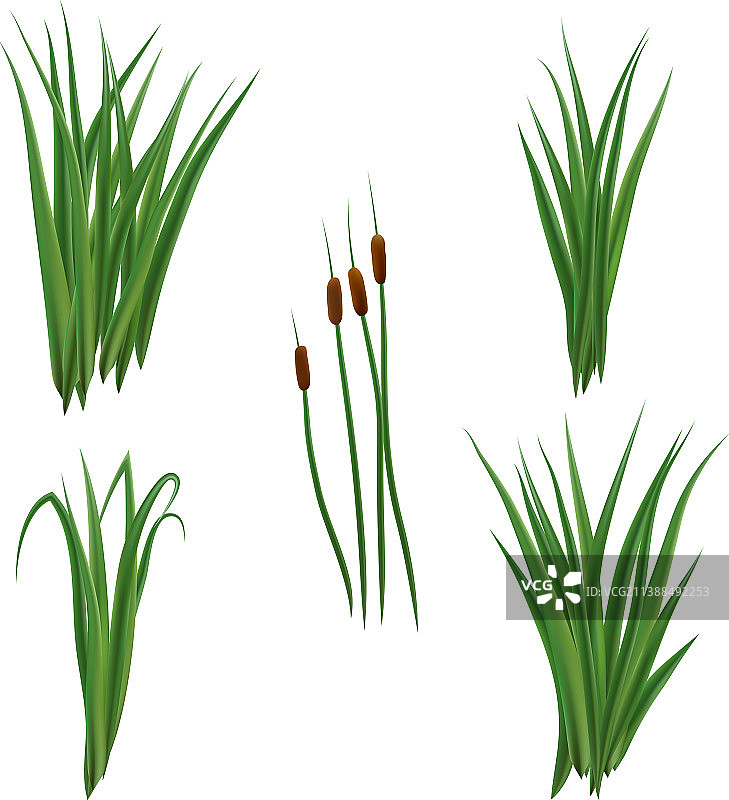 逼真的芦苇和灯芯草图片素材