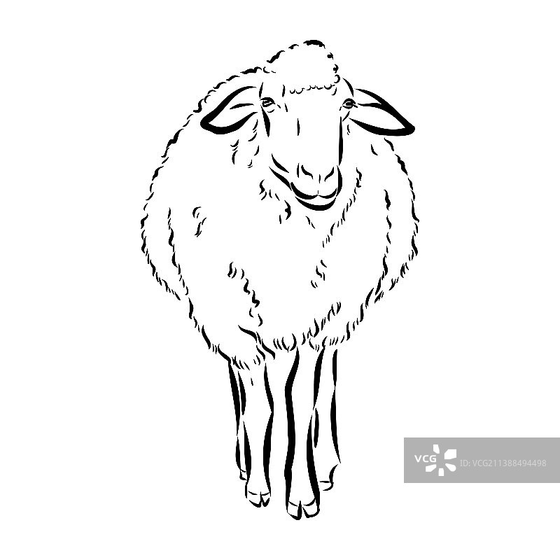 黑色绵羊手绘素描图片素材