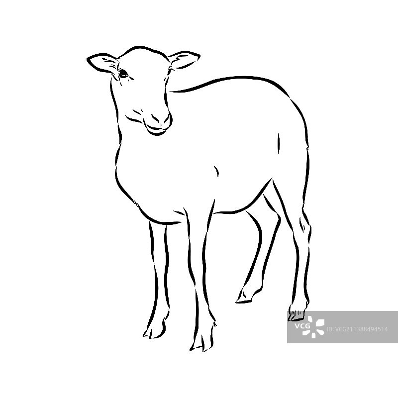 黑色绵羊手绘素描图片素材