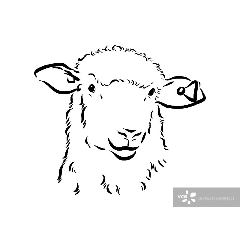 黑色绵羊手绘素描图片素材