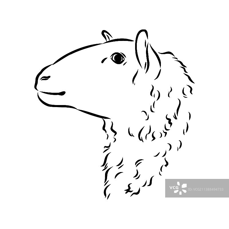 黑色绵羊手绘素描图片素材