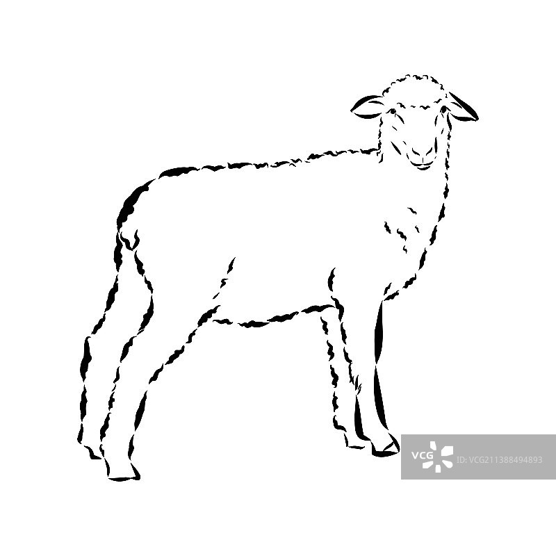 黑色绵羊手绘素描图片素材