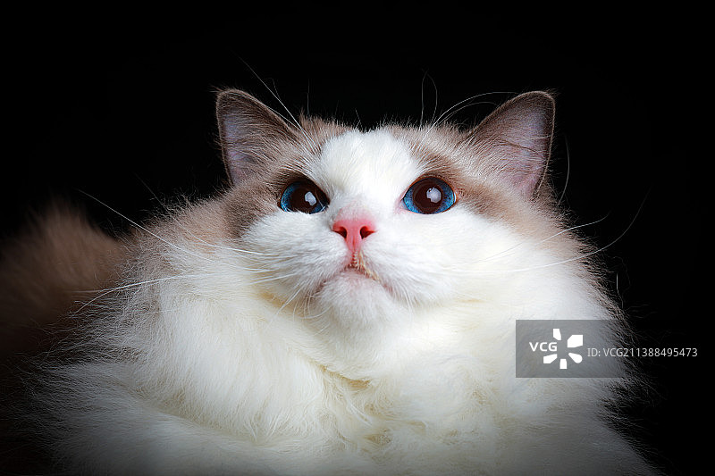 布偶猫肖像照图片素材