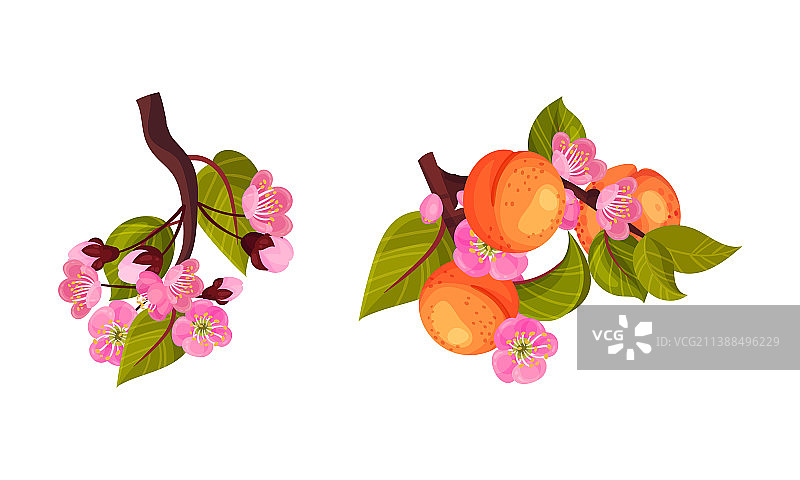 盛开的杏树枝条，粉红色的花蕾图片素材