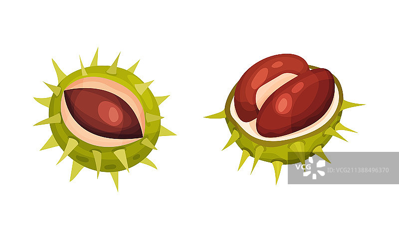 带刺裂开外壳的栗子，露出棕色果实图片素材