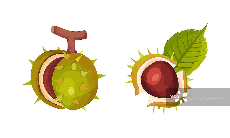 带刺裂开外壳的栗子，露出棕色果实图片素材