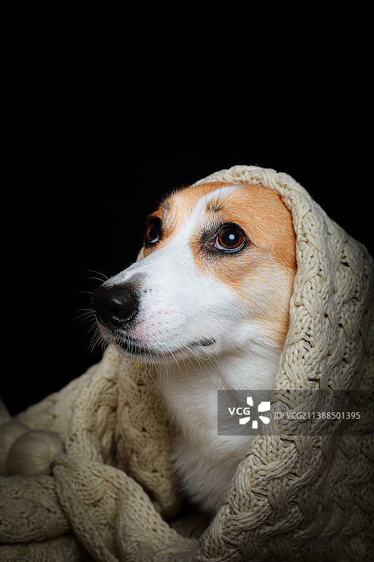 威尔士柯基犬图片素材