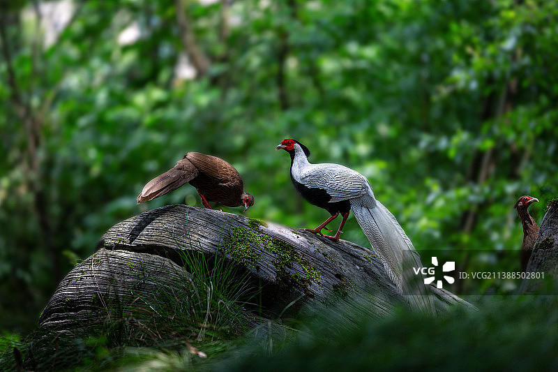 白鹇鸟出镜图片素材