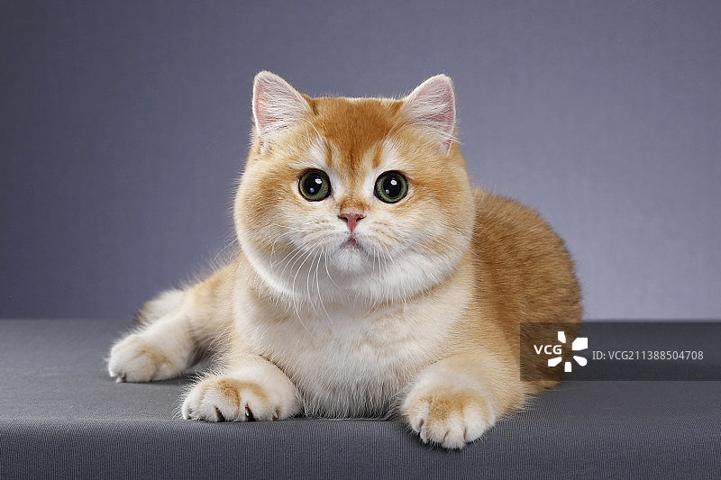 英国短毛猫图片素材