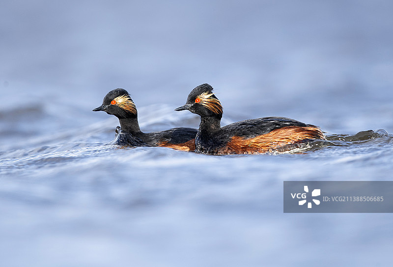 一对黑胫䴙鹈风雨同舟图片素材