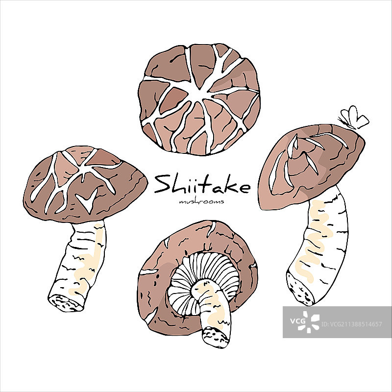 一组香菇图片素材
