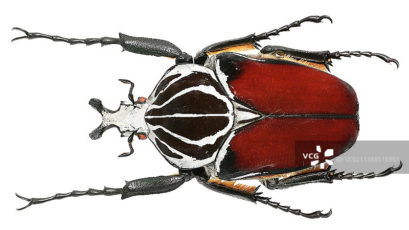 Goliathus goliatus Linnaeus, 1771大王花金龟 ♂图片素材