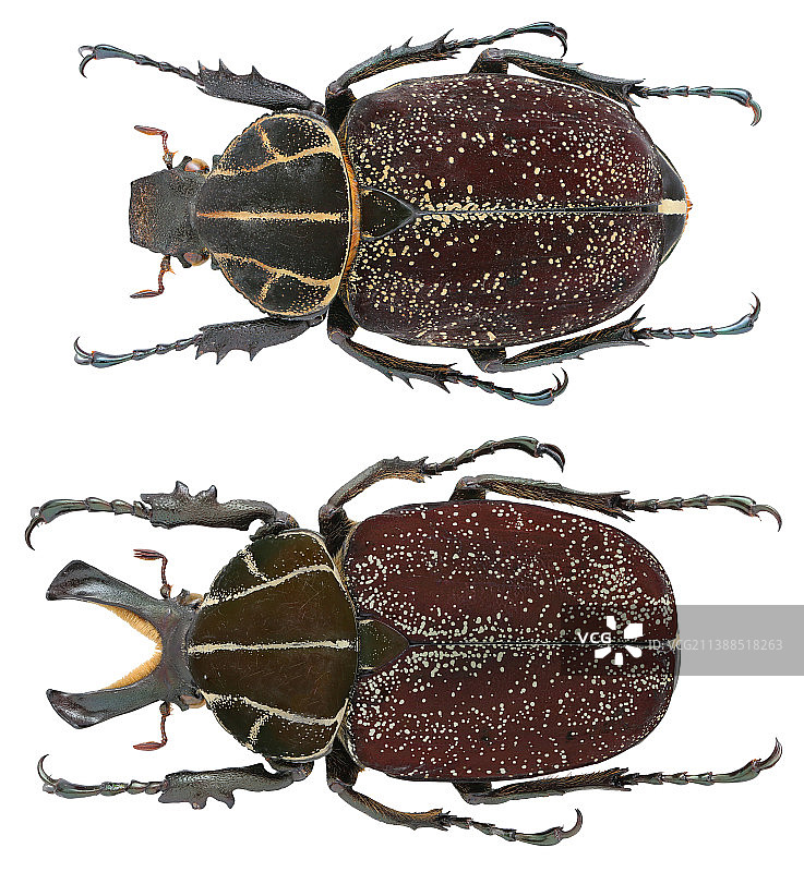 Inca clathrata Olivier, 1792 印加角花金龟图片素材