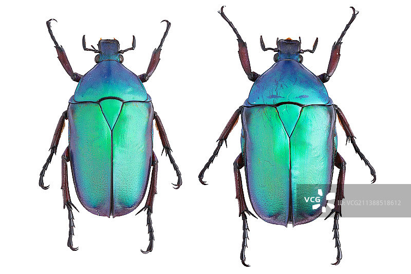 Rhomborrhina mellyi (Gory & Percheron, 1833) 细纹罗花金图片素材