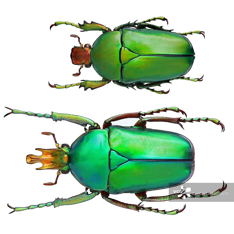 Taurrhina longiceps (Kolbe, 1892) Togo图片素材