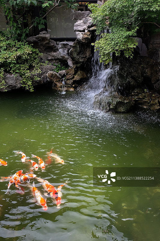 假山瀑布池中锦鲤图片素材